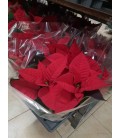 Poinsettia FR Ø 15
