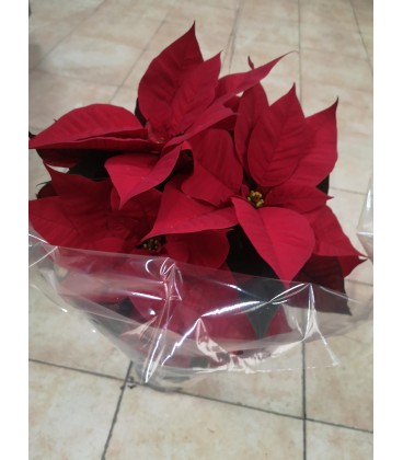 Poinsettia Pot de 17 FR