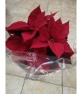 Poinsettia Pot de 17 FR