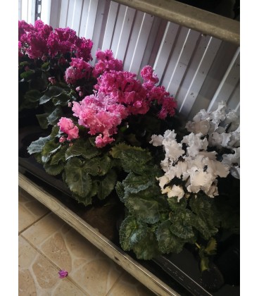 Cyclamen Frou Frou Fr Ø13