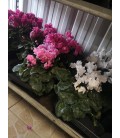Cyclamen Frou Frou Fr Ø13