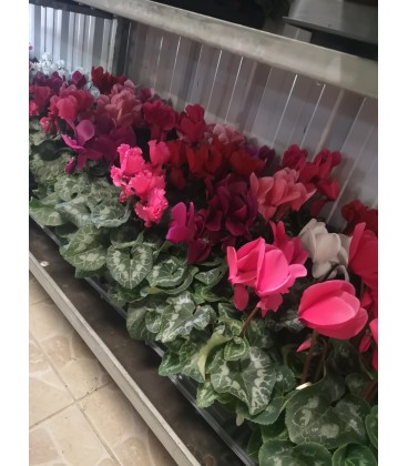 Cyclamen FR Ø15
