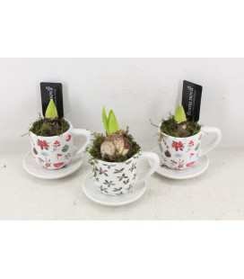 Compo tasse +soucoupe  x 1 j