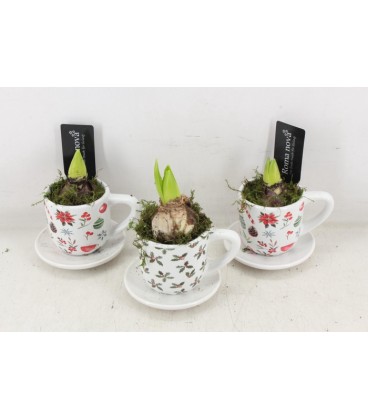 Compo tasse +soucoupe  x 1 j