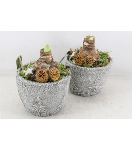 Compo Amaryllis x 1 b