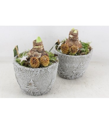 Compo Amaryllis x 1 b