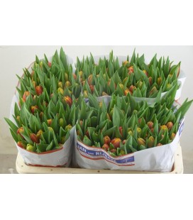 Tulipe double Cilesta 