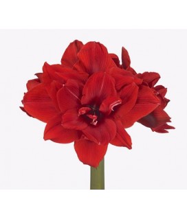 Amaryllis Tenerife 80 cm