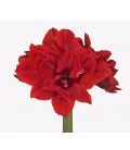 Amaryllis Tenerife 80 cm