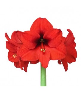 Amaryllis Ferrarie 75 cm