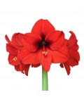 Amaryllis Ferrarie 75 cm