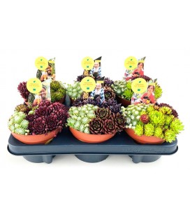 Sempervivum Trio pot de 13 