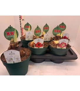 Amaryllis pot de 17 mix coul