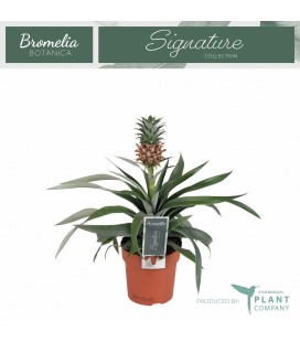 Ananas amigo Ø 12 h 35