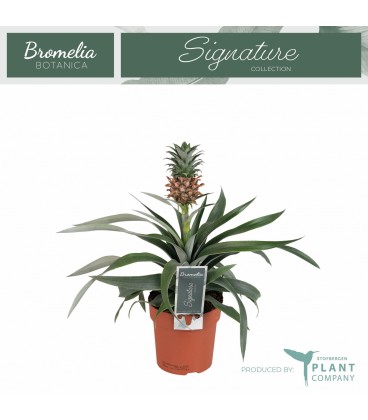 Ananas amigo Ø 12 h 34