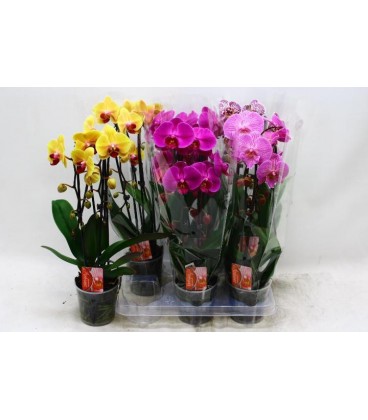 Phalaeno Cascade Ø12 h 45 Mix