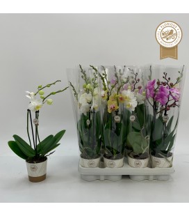 Phalaenopsis mix Ø 09 H 40 2/3 B