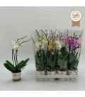 Phalaenopsis mix Ø 09 H 40 2/3 B