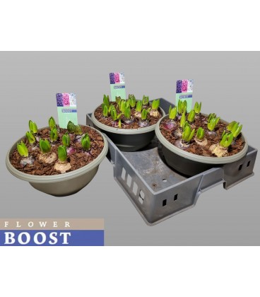 Jacinthe coupe de 27 