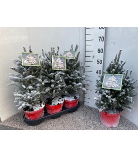 Picea Super green Ø 19