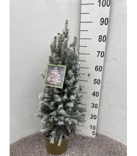 Picea Super green Ø 23