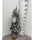 Picea Super green Ø 23