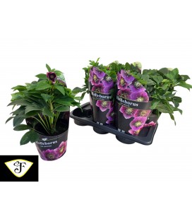 Hellebore Viv Batista Ø 17