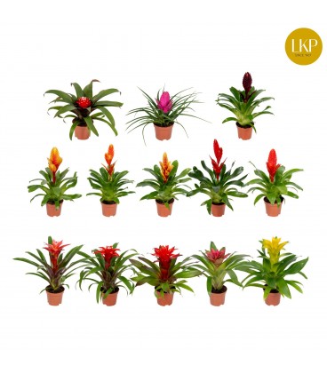 Bromelia mix Ø 10.5