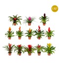 Bromelia mix Ø 10.5