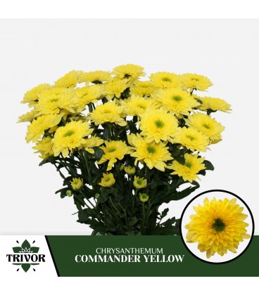 Chrysantheme commander Yellow 70 cm