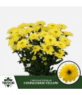 Chrysantheme commander Yellow 70 cm