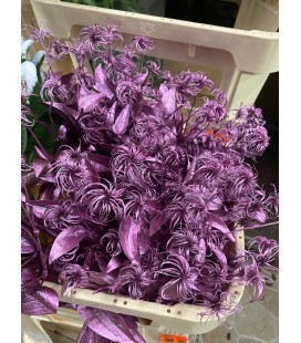 Clematite teinté Cerise 60 cm