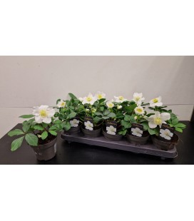 Hellebore Niger pot de 12