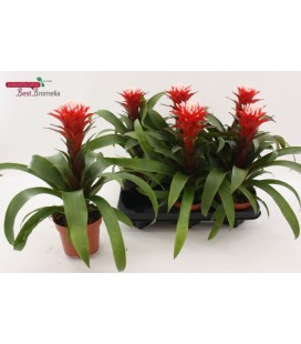 Guzmania Hope Ø 12 h 30