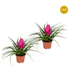 Tillansia Cyanea Josee Ø 09