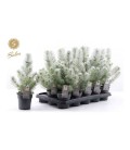 Pinus silver crest Ø 10.5