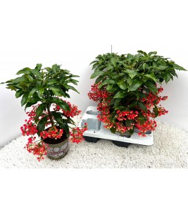 Ardisia pot de 14 