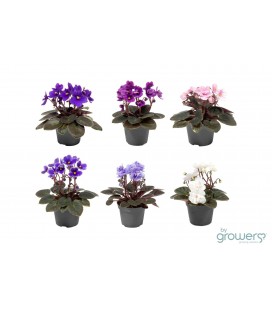 Saint Paulia pot 06 cm