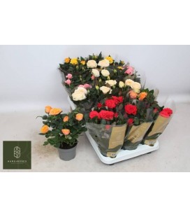 Rosier pot de 10.50 Kordana Grande 