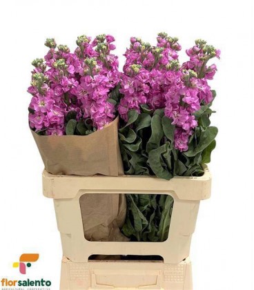 Giroflée iron pink 65 cm