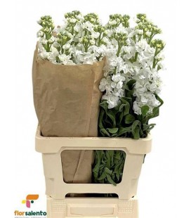 Giroflée Iron White 70 cm