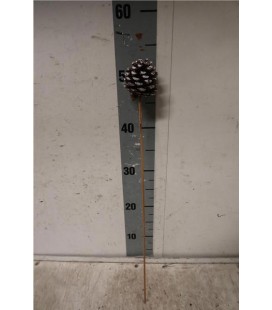 Pommes de pin piontes blanche 