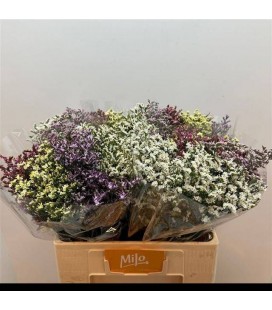 Limonium Mix dans botte 60 cm