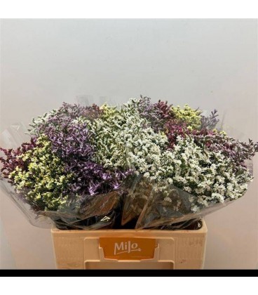 Limonium Mix dans botte 60 cm