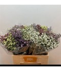 Limonium Mix dans botte 60 cm