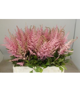 Astilbe Erika 60 Cm