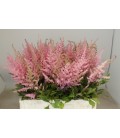 Astilbe Erika 60 Cm
