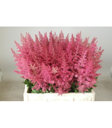 Astilbe Else 65 cm