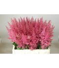 Astilbe Else 65 cm