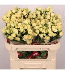 Rose Branchue Salinero 70 cm